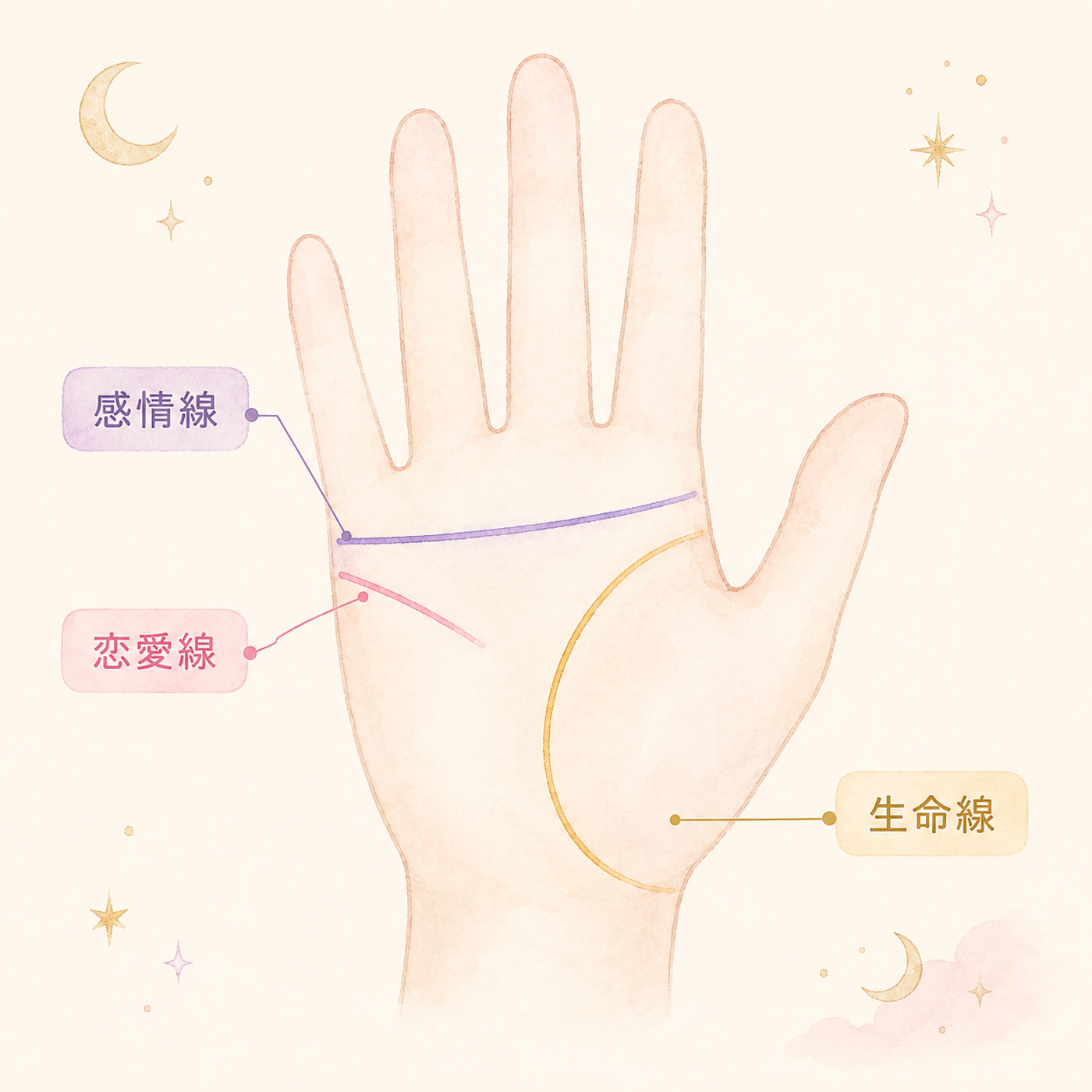 手のひらで見る恋愛線・感情線・生命線の位置関係