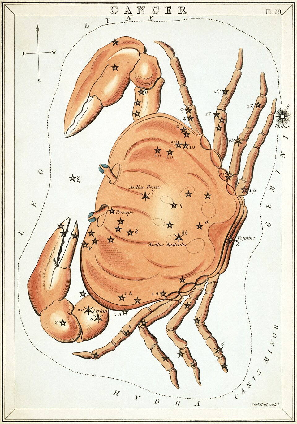 蟹座の星座絵